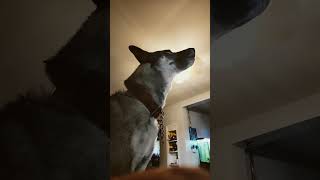 Max is howling because he hears sirens howling gsd germanshepherd husky cute puppy max pup [upl. by Laurette]