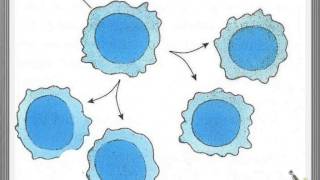 Ganglion lymphatique [upl. by Stout]