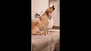 Watch a Cute Labrador Howling for the First Time [upl. by Adnohr328]