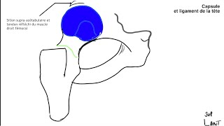 Anatomie de la hanche stabilisation articulaire [upl. by Elora73]