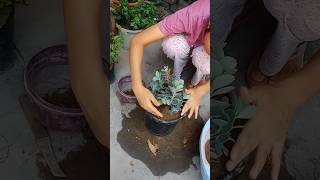 How to take care of Hybrid Kalanchoe With result [upl. by Atiuqrehs452]