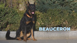 Beauceron Dog Breed  Facts and Personality Traits 4k Video [upl. by Iny]