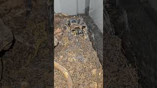 Grammostola Pulchripes Tarantula Feeding spider tarantula [upl. by Albion]