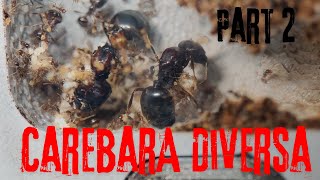 Carebara Diversa part 2 The Ant MerchantAsian Marauder Ants 4K [upl. by Monetta]