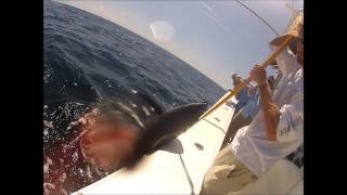 yellowfin tuna fishing venice la [upl. by Dorena906]