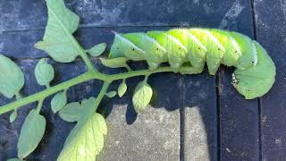 Tomato Hornworm [upl. by Huppert969]