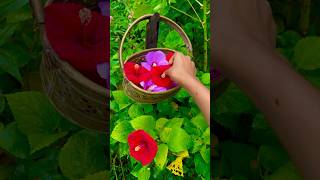 বাগান থেকে কি কি ফুল তুলেছি বলো harvesting flowers [upl. by Pouncey]