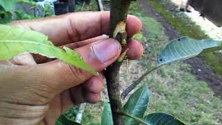 Single Bud Grafting On Mango Tree Video Tutorial by Grafting Examples [upl. by Omocaig]