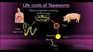 Life cycle of Tapeworm [upl. by Devan]