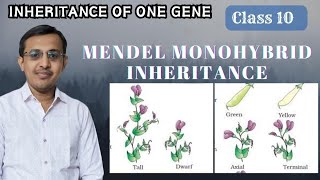 Inheritance of one geneMendel Monohybrid Ratio Class 10Class 12Law of Dominance [upl. by Geri]