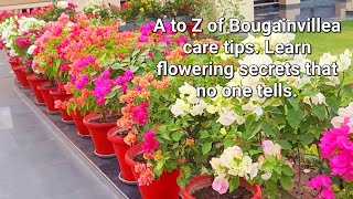 A to Z of Bougainvillea care tips  Learn flowering secrets no one tells Soil Fertilizer Watering [upl. by Ellirehs]