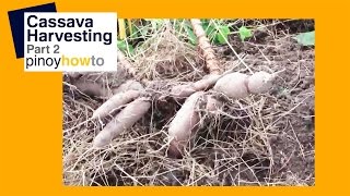 Cassava Food How to harvest Cassava in the Philippines Part 2  Pinoy How To [upl. by Dorina]