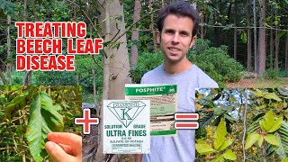 How to Treat Beech Leaf Disease [upl. by Gereld]