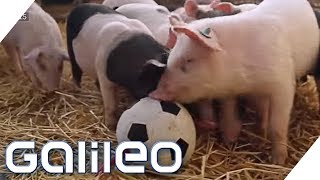 Hier leben die glücklichsten Schweine Deutschlands  Galileo  ProSieben [upl. by Niall]