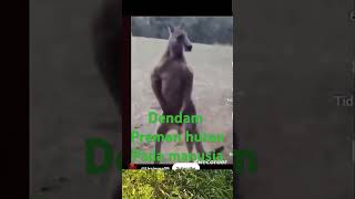 Kanguru dendam pada manusia funny automobile musichiburan news hiburanislami [upl. by Dawna]