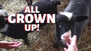 HOW DID THEY DO Final Results for the December Lambing Group Vlog 249 [upl. by Analad202]