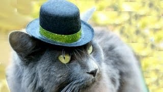 Top Hats for CATS LÜT 25 [upl. by Nysa]