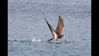 高屏溪的白腹鰹鳥Sula leucogaster （2020 04 16） [upl. by Marinna]