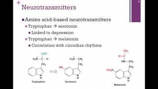 138Synthesis of Neurotransmitters [upl. by Nivanod]