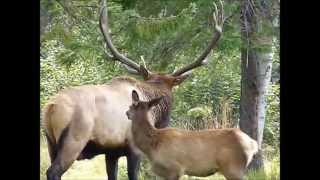 wapiti northern elk Zoo sauvage de Saint Félicien [upl. by Amador424]