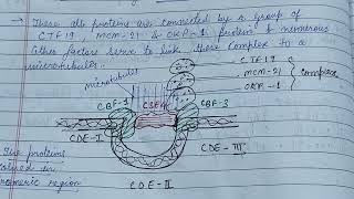 Organisation of Centromere amp Kinetochore telomerezoology zoologynotes [upl. by Atterol7]