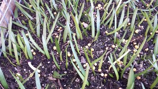 I propagated a heap of Haemanthus Coccineus from seed and here they are after a month [upl. by Leahcam]