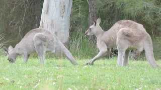 Australian Wildlife Courting Kangaroos [upl. by Mcferren165]