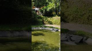 Gharial in Kathmandu zooघडियालcrocodile animals shortvideo [upl. by Kilbride592]