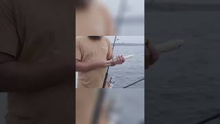 Comparison of 9O Circle Hook vs 5O Treble Hook for Striped Bass [upl. by Mowbray179]