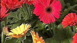 Gerbera Daisies [upl. by Anaik]