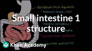 Small intestine 1 Structure  Gastrointestinal system physiology  NCLEXRN  Khan Academy [upl. by Aenitsirhc]