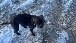 Staffordshire Bull Terrier in winter wonderland 😍❄️ [upl. by Nivram]