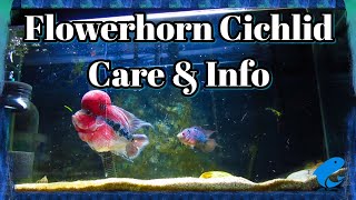 Flowerhorn Cichlid Fish Care Guide and Information [upl. by Orland216]