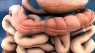 3D Medical Animation  Peristalsis in Large IntestineBowel  ABP © [upl. by Aihsak94]