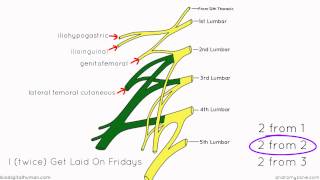 Lumbar Plexus  Structure and Branches  Anatomy Tutorial [upl. by Ekalb]