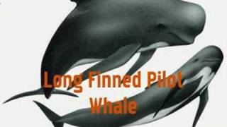 Dolphin Species Song [upl. by Still]