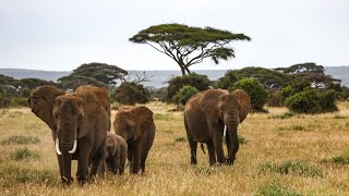 Kenya 2023  Diani Beach  Safari  Tsavo East  Amboseli  Taita Hills Wildlife Sanctuary  Kenia [upl. by Popelka]