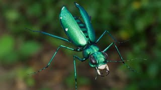 SixSpotted Tiger Beetle [upl. by Partridge]