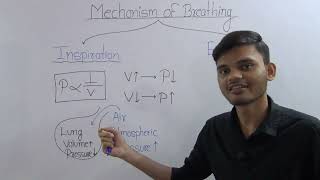 Mechanism of Breathing  Inspiration  Expiration [upl. by Adnorrahs921]