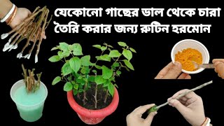 যেকোনো গাছের ডাল থেকে চারা তৈরি করার জন্য রুটিন হরমোন  Powerfull Rooting Hormones uses [upl. by Boru779]