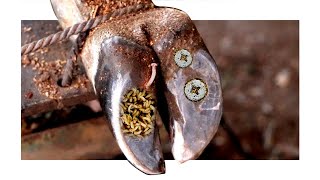 Cut Trim and Cleaning  Screw with Wood WAS STUCK IN cows hoof EP2 [upl. by Liddy]