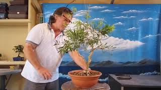 El callistemon poda y alambrado 1 parte jardin de bonsai de Antonio Ruiz [upl. by Sakovich]