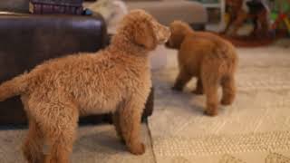 spruce amp aspen  Male Mini Goldendoodle puppies [upl. by Tedmann]