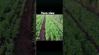 farm farmingfarmview nature crops farmview [upl. by Raines]