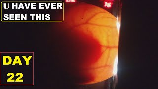 AWESOME CANDLING DAY 22  SHOCKING MOVEMENT OF CHICK INSIDE SHELL  MUST WATCH [upl. by Ashley]