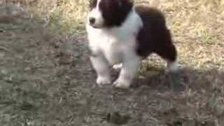 Border Collie Puppies  Ready to Run [upl. by Regine]