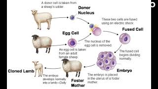 The Legacy of Dolly the Sheep How One Cloned Animal Changed the World [upl. by Petronilla]