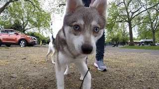 ALASKAN KLEE KAI Rare dog [upl. by Micah267]