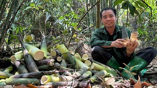 Harvest wild bamboo shoots in large quantities [upl. by Clorinda835]