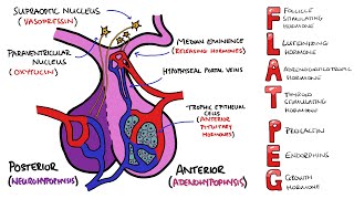 Anterior v Posterior Pituitary Gland  PLUS Anterior Pituitary Hormones Mnemonic FLAT PEG [upl. by Dwyer]